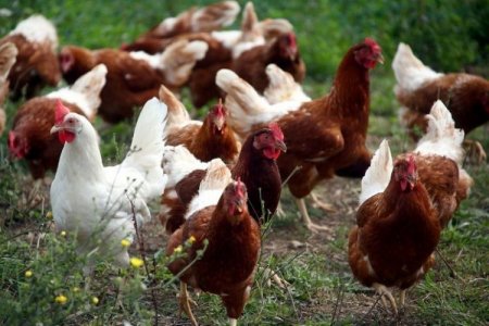 Gripe aviar en Brasil: crece la lista de países que suspenden importaciones de pollo