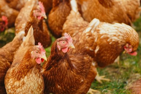 Gripe aviar en Brasil: exportadores anticipan rechazo de cargamentos y minoristas se adelantan a baja de precios