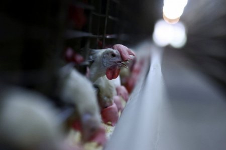 Colombia y Rusia se suman a la lista de países que suspendieron compras de pollo a Brasil por gripe aviar