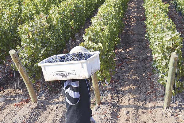 Ganancias de Concha y Toro aumentan 8,2% en el primer trimestre y encadena seis trimestres de facturación al alza