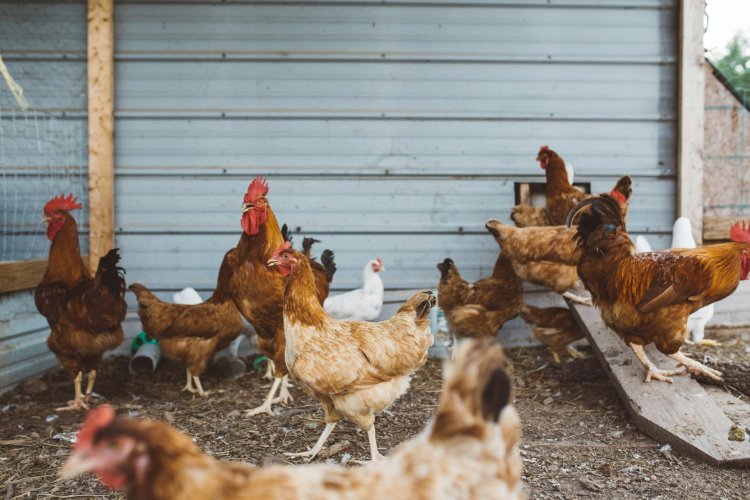 <p>Brote de gripe aviar en Brasil no afecta a los importadores de pollo en Colombia</p>