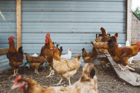 Brote de gripe aviar en Brasil no afecta a los importadores de pollo en Colombia