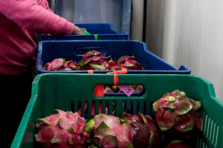 Desde Perú, la pitahaya busca un espacio en Walmart de Estados Unidos