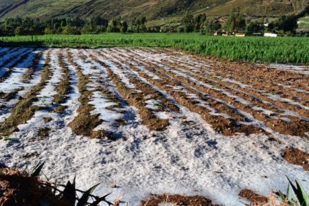 Frío extremo pondría en riesgo a casi medio millón de hectáreas de cultivo en Perú