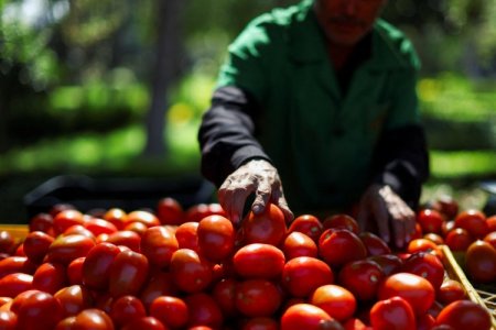 EEUU revisará la cuota antidumping contra el tomate mexicano