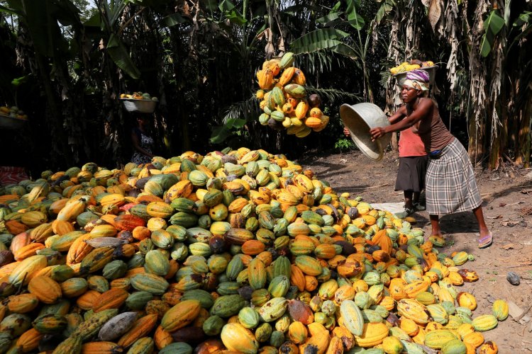 <p>Industrias chocolateras unen fuerzas para reforestar 8.000 hectáreas en Brasil</p>