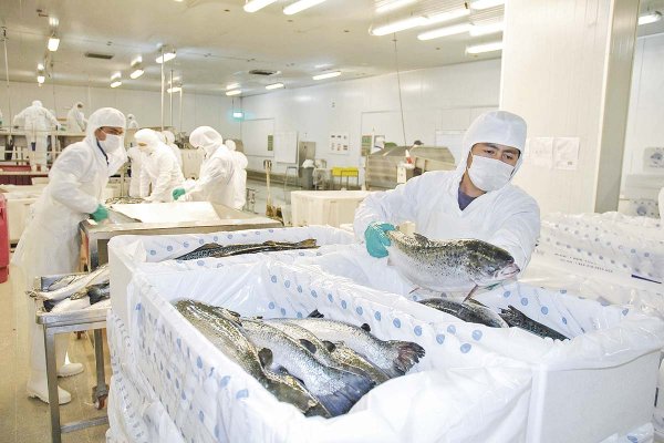 <p>Gobierno da inicio a una mesa de trabajo “anti-robo de salmones” junto a la industria acuícola</p>