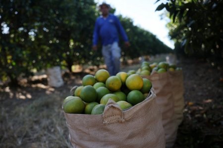 Aranceles de Trump a Brasil generan alarma entre los agricultores y ganaderos