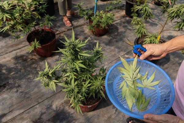 Acciones de empresas ligadas a la marihuana "por las nubes" tras reportes de que Trump evalúa reclasificarla como droga menos peligrosa