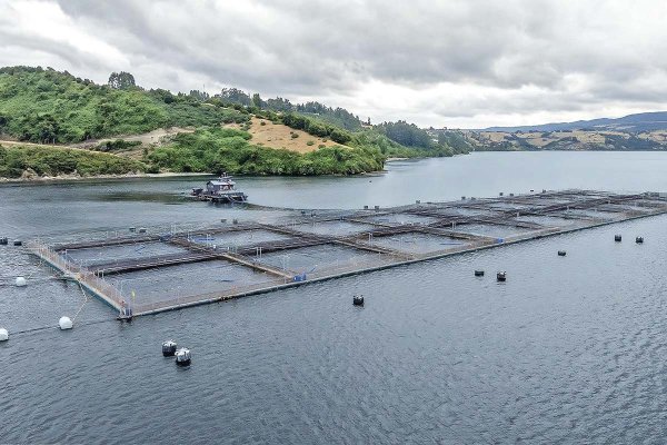 AquaChile apuesta por la IA para mejoras productivas y salud de los salmones
