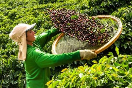 La extraordinaria ganancia de EEUU con el café brasileño