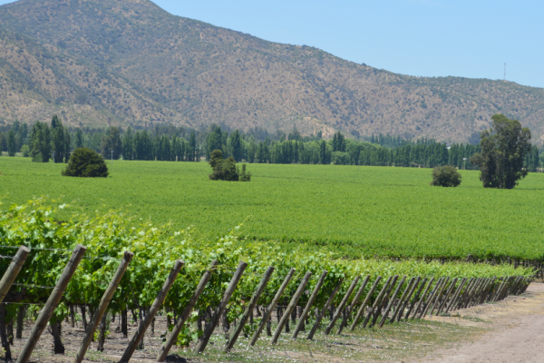 Grupo controlador de Viña Concha y Toro aumenta su participación en la propiedad tras adquirir segundo paquete de acciones por $ 2.675 millones