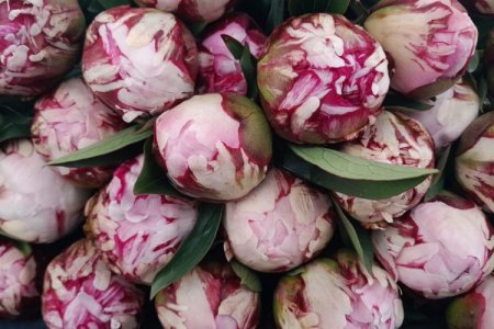Flor de lujo: Chile abre mercado en Brasil y busca conquistar Perú y México