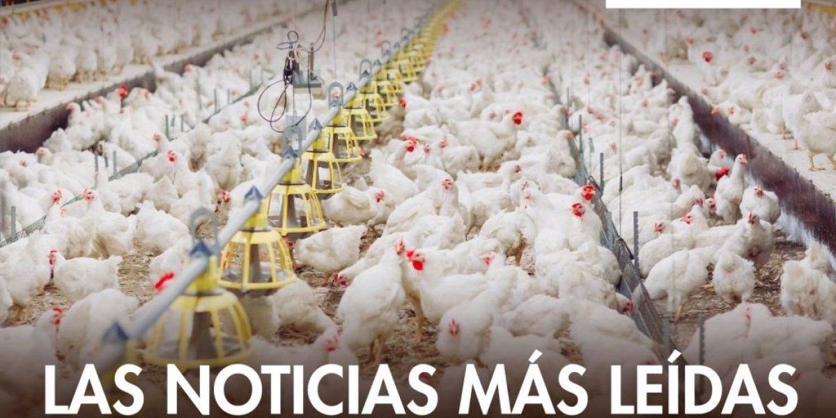 <p>DF SUD | Chile suspende importaciones avícolas desde Argentina por brote de influenza aviar</p>