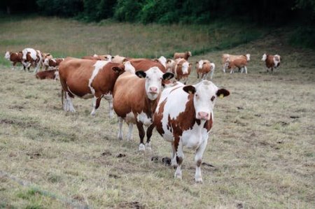 Brasil investiga a JBS, y otros frigoríficos, por supuestas compras de ganado de tierras deforestadas