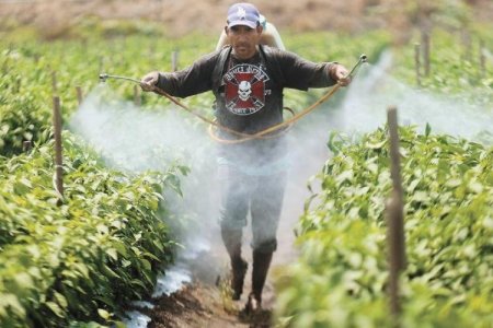 México prohíbe 35 plaguicidas catalogados como "altamente peligrosos" para la salud y el medio ambiente