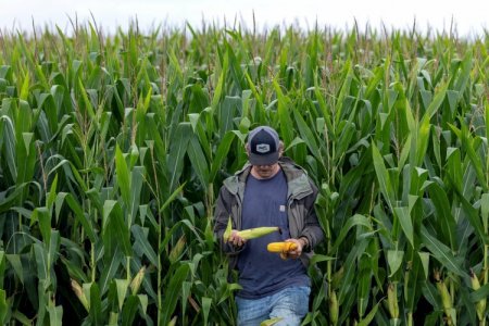 Empresa argentina compró una semillera de EEUU y quedó entre los cuatro mayores jugadores globales