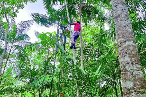 ¿Cómo el açaí termina convertido en crema humectante?: Crónica en la Amazonia que nutre a la industria cosmética