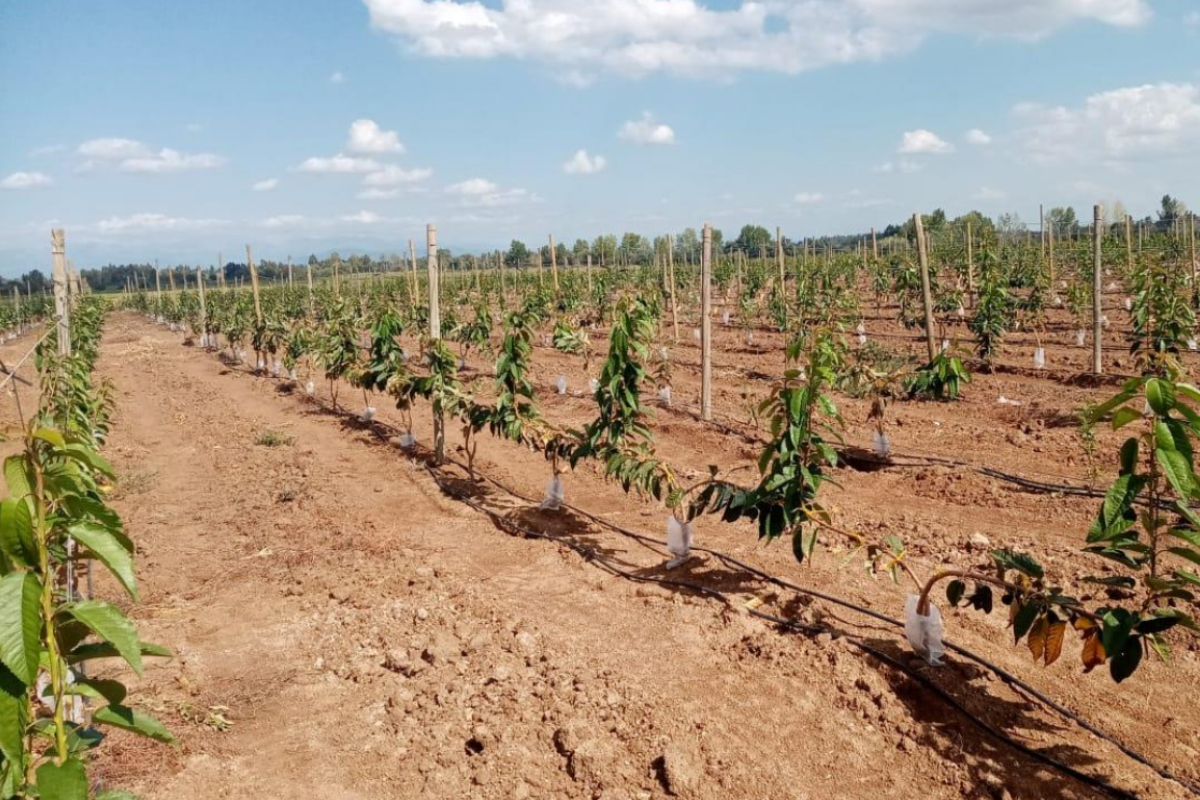 <p>Fondo de Sembrador y LarrainVial negocia venta de campo a sociedad relacionada con la familia González Folatre</p>