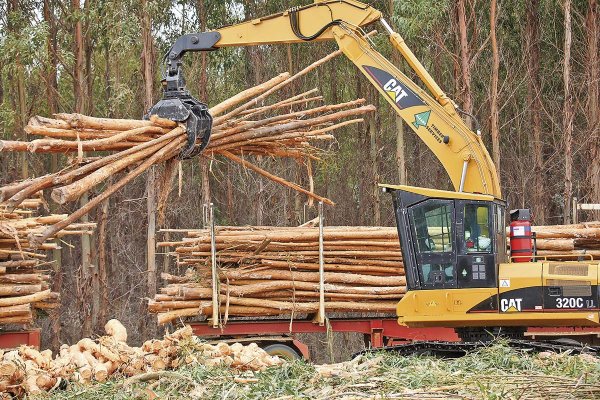 Todos contra el cambio climático: Chile se prepara para cumplir con nueva exigencia de la UE para cuidar los bosques