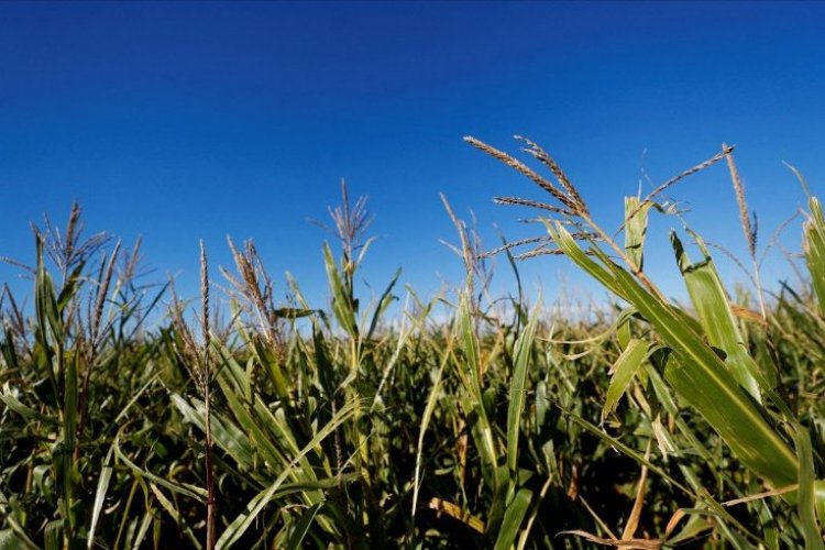 <p>Proyecto agroforestal brasileño transforma áreas degradadas de Amazonia en espacios productivos y sostenibles</p>