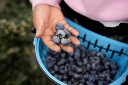 Arándano peruano continúa ganando espacio en comercio mundial: envíos crecen casi 93%