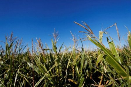 Proyecto agroforestal brasileño transforma áreas degradadas de Amazonia en espacios productivos y sostenibles