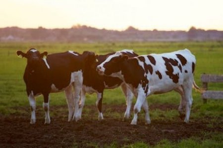 Trump eleva a 80.000 toneladas cuota para importar carne bovina de Argentina
