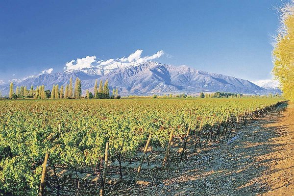 Concha y Toro cierra septiembre con positivos resultados gracias a su apuesta en la venta de vinos premium y superiores