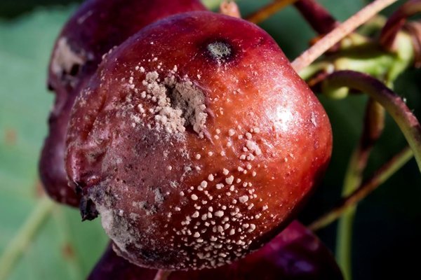 <p>Biosupra ya ha sido testeado en limones, cerezas y paltas para controlar enfermedades producidas por los hongos Botrytis cinerea y Penicillium.</p>