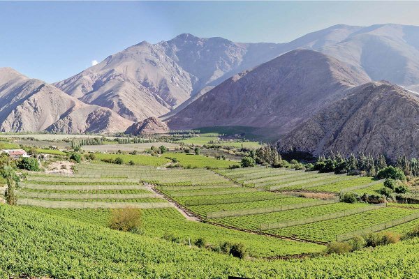 El incierto panorama de la industria pisquera de Elqui y Limarí por la sequía