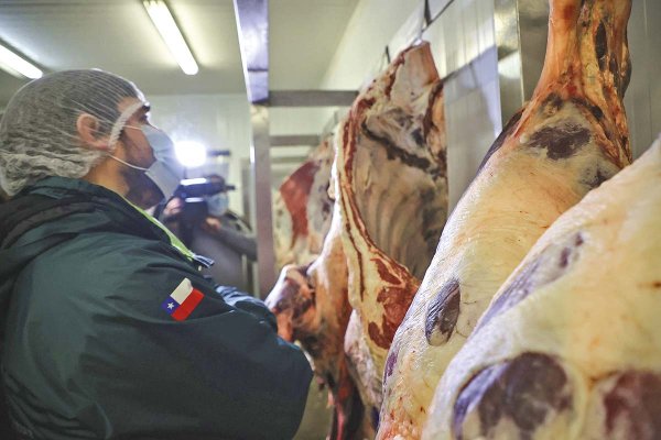 Paro del SAG golpea al corazón de la industria ganadera nacional y pérdidas ya se acercan a los US$ 8 millones