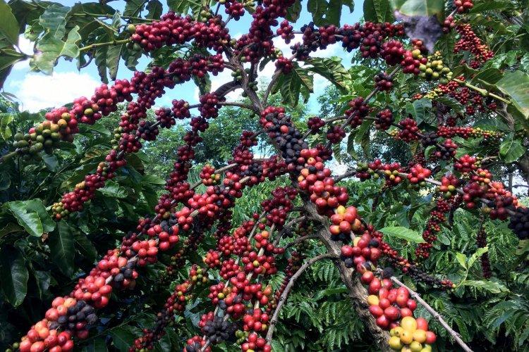 <p>Sin mencionar a Brasil, Trump dice que reducirá los aranceles al café</p>