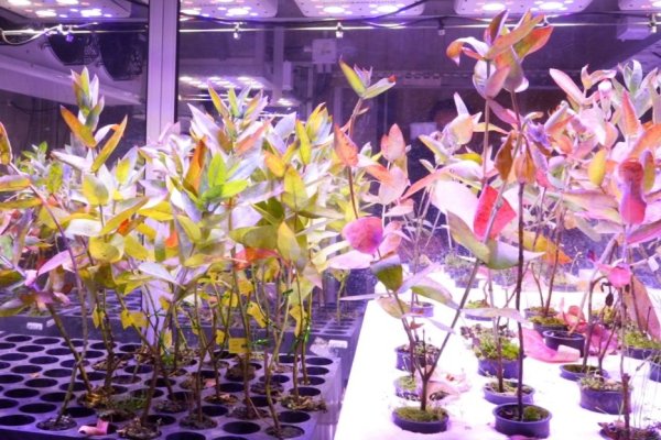 ¿Qué es el GloNi? La innovación genética desarrollada en Chile que podría salvar a las PYME forestales de la crisis