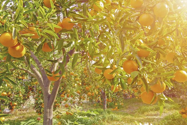 Fondo Sembrador compra dos fundos de cítricos en La Serena a agrícola estadounidense por US$ 15 millones