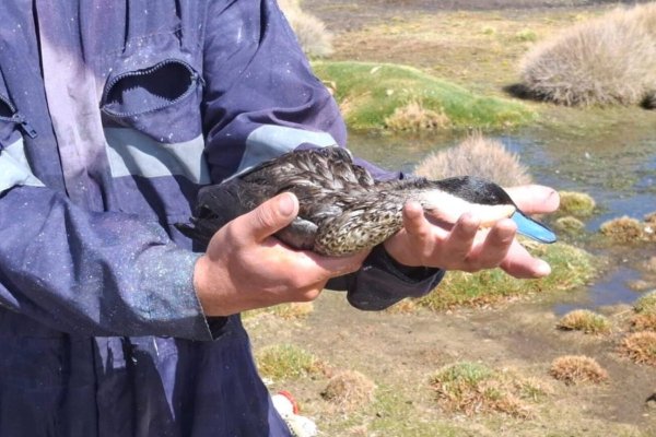 Conaf decreta cierre indefinido de sector Chungará del Parque Nacional Lauca tras derrame de 25 mil litros de aceite de soya