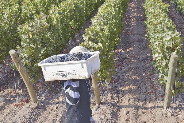 <p>Concha y Toro acelera su expansión en Europa y pone foco en crecer en Alemania y Polonia</p>