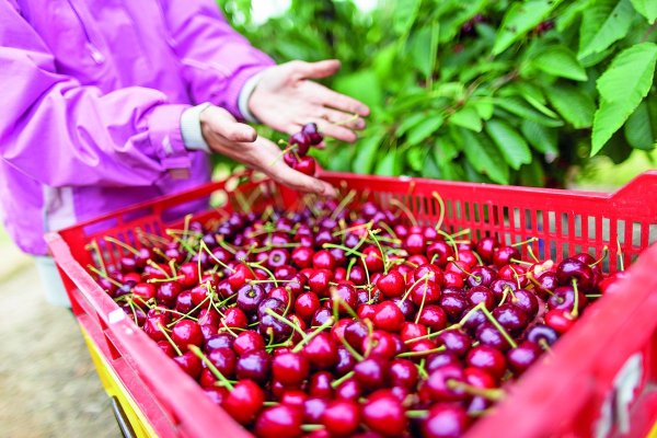 Autoridad sanitaria de Brasil destruye más de una tonelada de cerezas chilenas tras detectar presencia de plaga cuarentenaria