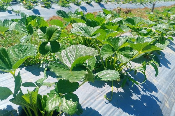 Biobío inaugura primera planta de biocarbono para beneficio de la agricultura