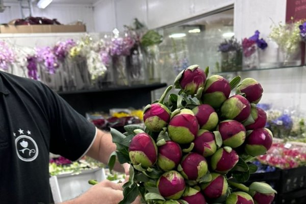 Hito para la industria chilena de flores: productores de Curicó concretan el primer envío de peonías a México