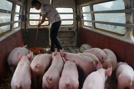México inicia investigación antidumping y antisubvención a importaciones de cerdo de EEUU