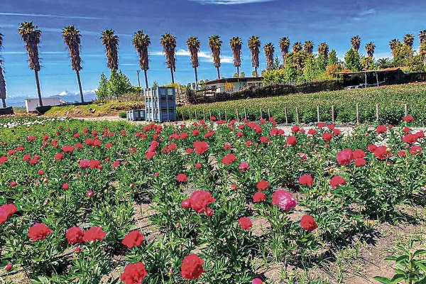 Florece una nueva industria: Chile escala 16 puestos en ranking global de exportadores de flores