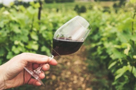 Menos controles y consumo a la baja: el doble desafío de la industria vitivinícola de Argentina