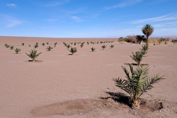 Dátiles en el desierto: proyectos en Tarapacá apuntan a una agroindustria con retornos de hasta $ 28 millones por hectárea