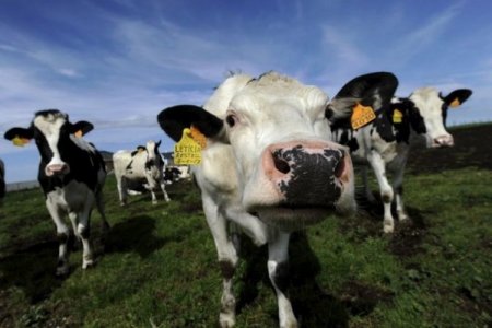 Brasil y Argentina recibirán el golpe de los nuevos aranceles de China a la carne bovina en 2026