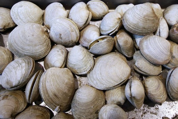 ¿Qué es la tóxina amnésica? Seremi de Salud decreta cierre de Bahía de Tongoy tras detección de mariscos contaminados