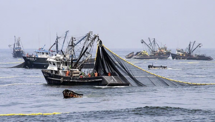 <p>Perú prevee que pesca de anchoveta estaría en su etapa final</p>
