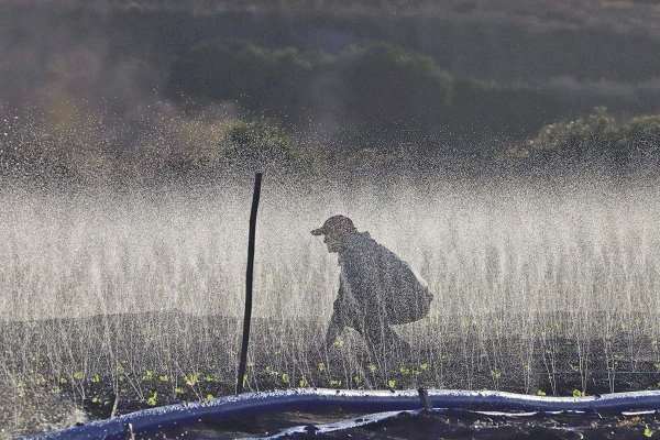 Agricultores del Biobío advierten riesgo para cierre de cosecha de cerezas por falta de agua y piden política nacional de embalses