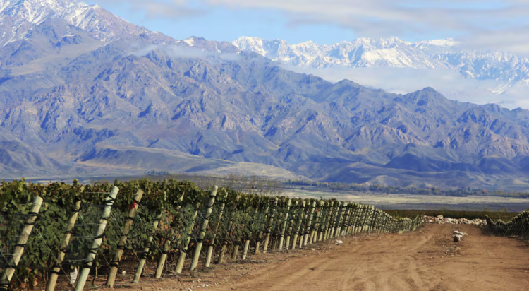 <p>Inversiones, vino y turismo: tres proyectos de argentinos que están ganando terreno</p>