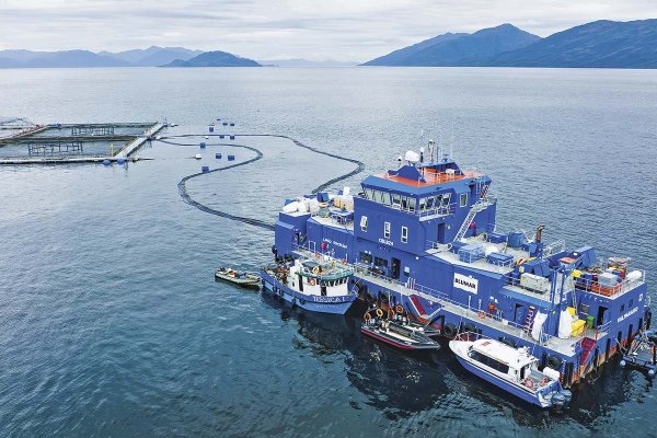 Salmones Blumar busca aumentar a 19 mil toneladas su producción en Magallanes con la optimización de sus centros en Isla Riesco